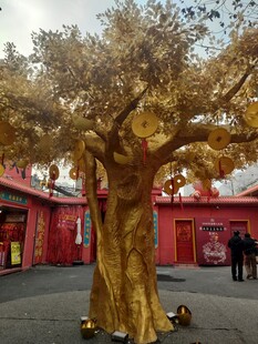 红墙前的金色古树