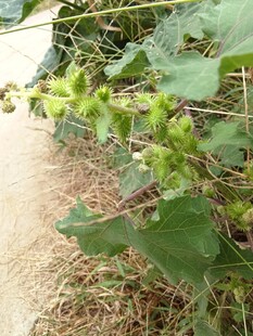 苍耳子