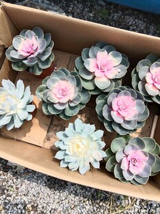 盒装多肉植物组合