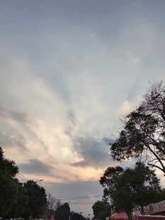 暮色天空下的树景