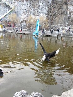 河畔飞鸟掠水