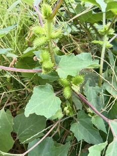 野生苍耳植株近景