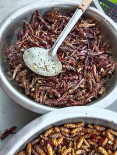 特色油炸昆虫小吃