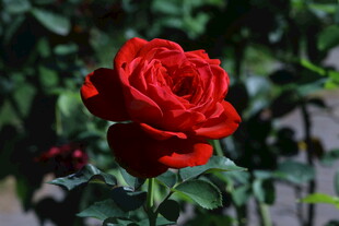 月季花