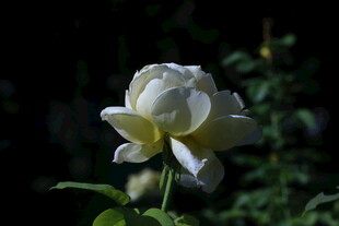 月季花  