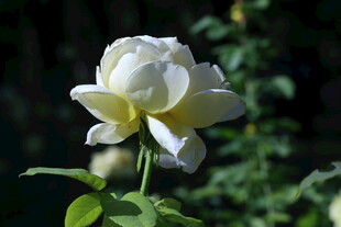 月季花  