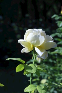 月季花
