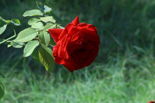 月季花