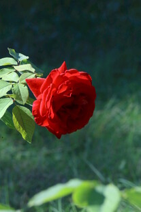 月季花 