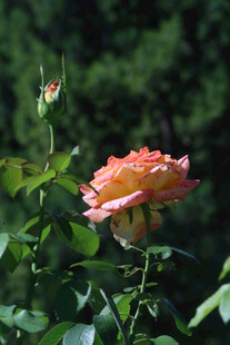 月季花 