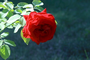 月季花  