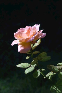 月季花 
