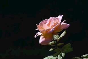 月季花  