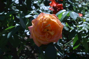月季花  