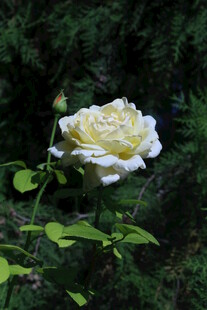月季花 