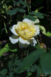 月季花 