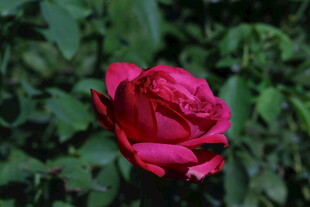 月季花