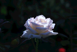 月季花 