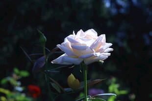 月季花 