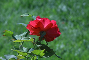 月季花 