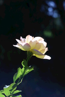 月季花  