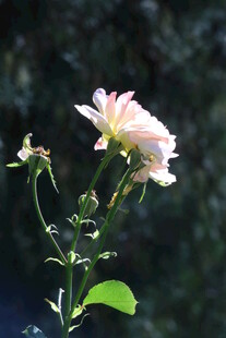 月季花  