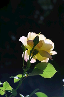 月季花  