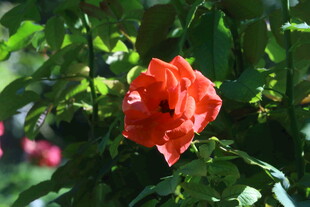 月季花 