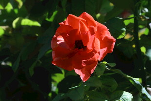 月季花 