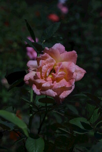 月季花 