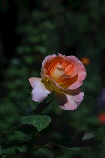 月季花  