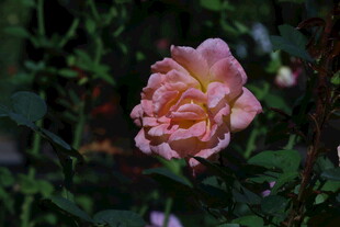 月季花 