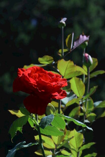 月季花 