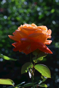 月季花  