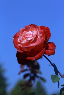 月季花 