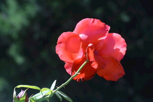 月季花  