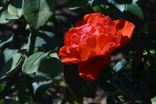 月季花 