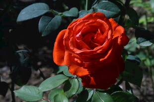 月季花  