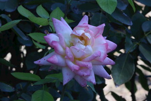 月季花  