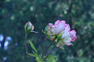 月季花  