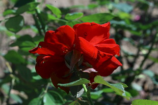 月季花  