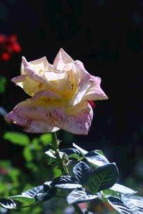 月季花 