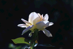 月季花 