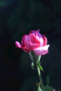 月季花  