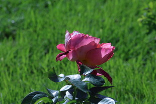 月季花  