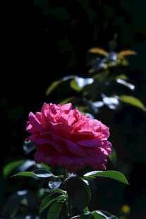 月季花 