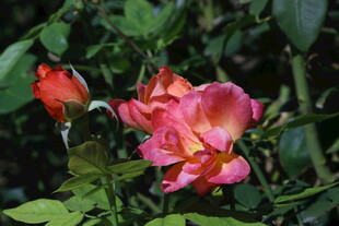 月季花 