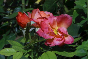 月季花 