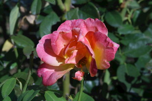 月季花  