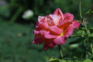 月季花 